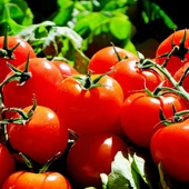 Tomates mas rojos lisos y redondos contra el cancer de colon Tomates mas rojos lisos y redondos contra el cancer de colon