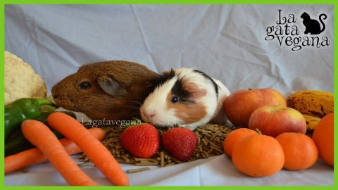la gata vegana - la alimentacion de las cobayas dieta correcta