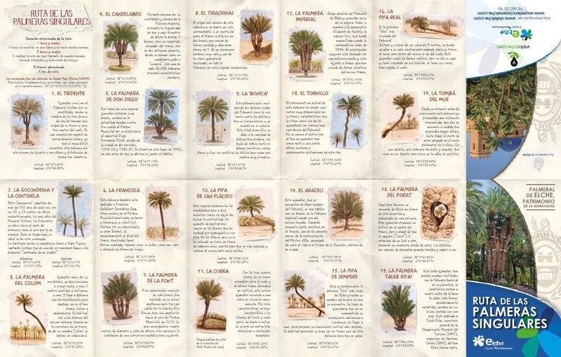 Elche acuerda pedir que sus palmeras singulares sean Monumento Natural Elche acuerda pedir que sus palmeras singulares sean Monumento Natural