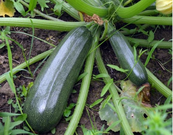 Extremadura exportó frutas y hortalizas por valor de 21,6 millones, un 48,8 % más Extremadura exportó frutas y hortalizas por valor de 21,6 millones, un 48,8 % más