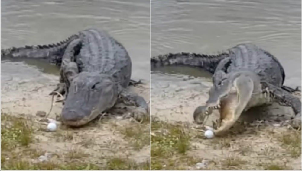 Un cocodrilo se come una pelota de golf en un campo en Florida
