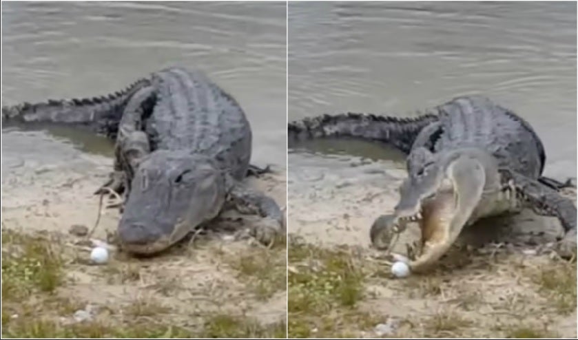 La denunciable 'broma' de dos golfistas con un cocodrilo: le lanzan una pelota y el reptil se la come La denunciable 'broma' de dos golfistas con un cocodrilo: le lanzan una pelota y el reptil se la come