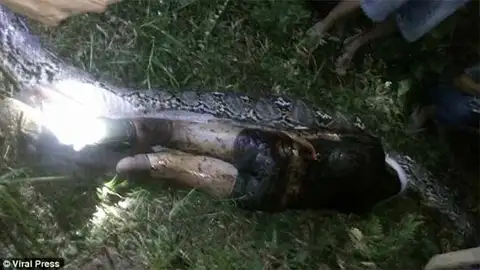 Hallan el cuerpo de un hombre en el interior de una pitón Hallan el cuerpo de un hombre en el interior de una pitón