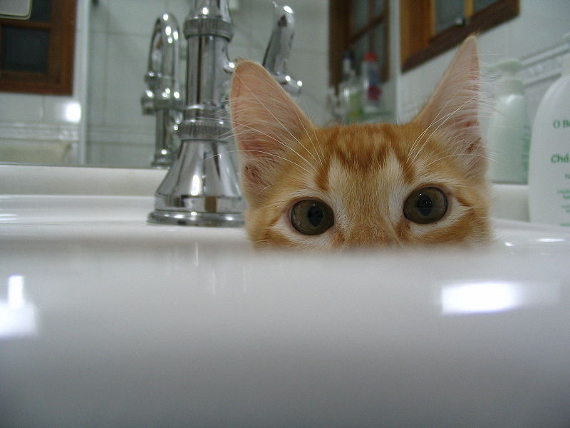 ¿Qué puedo hacer si mi gato está obsesionado con la comida? ¿Qué puedo hacer si mi gato está obsesionado con la comida?