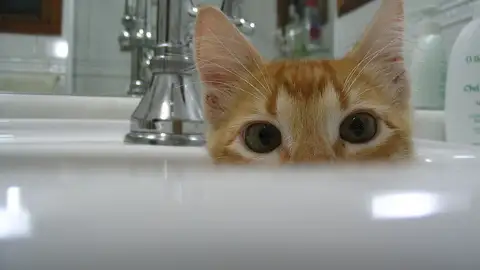 Los gatos son muy parlanchines, solo hay que saber identificar si te están saludando o echando la bronca porque no les queda comida Los gatos son muy parlanchines, solo hay que saber identificar si te están saludando o echando la bronca porque no les queda comida