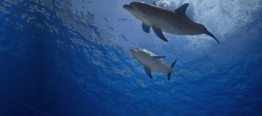 Oceanográfico Oceanográfico