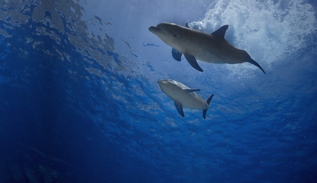 El Oceanogràfic acoge el primer congreso escolar sobre biodiversidad marina El Oceanogràfic acoge el primer congreso escolar sobre biodiversidad marina