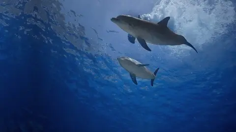 Oceanográfico Oceanográfico