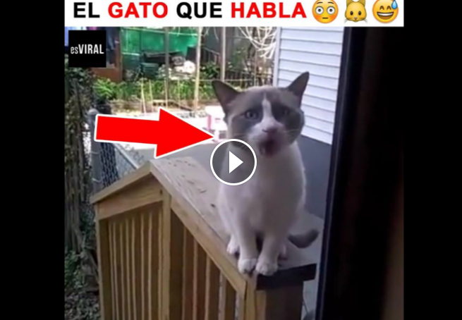 Internet: El gato que habla, el más viral del momento Internet: El gato que habla, el más viral del momento