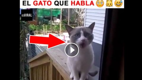Gato que habla