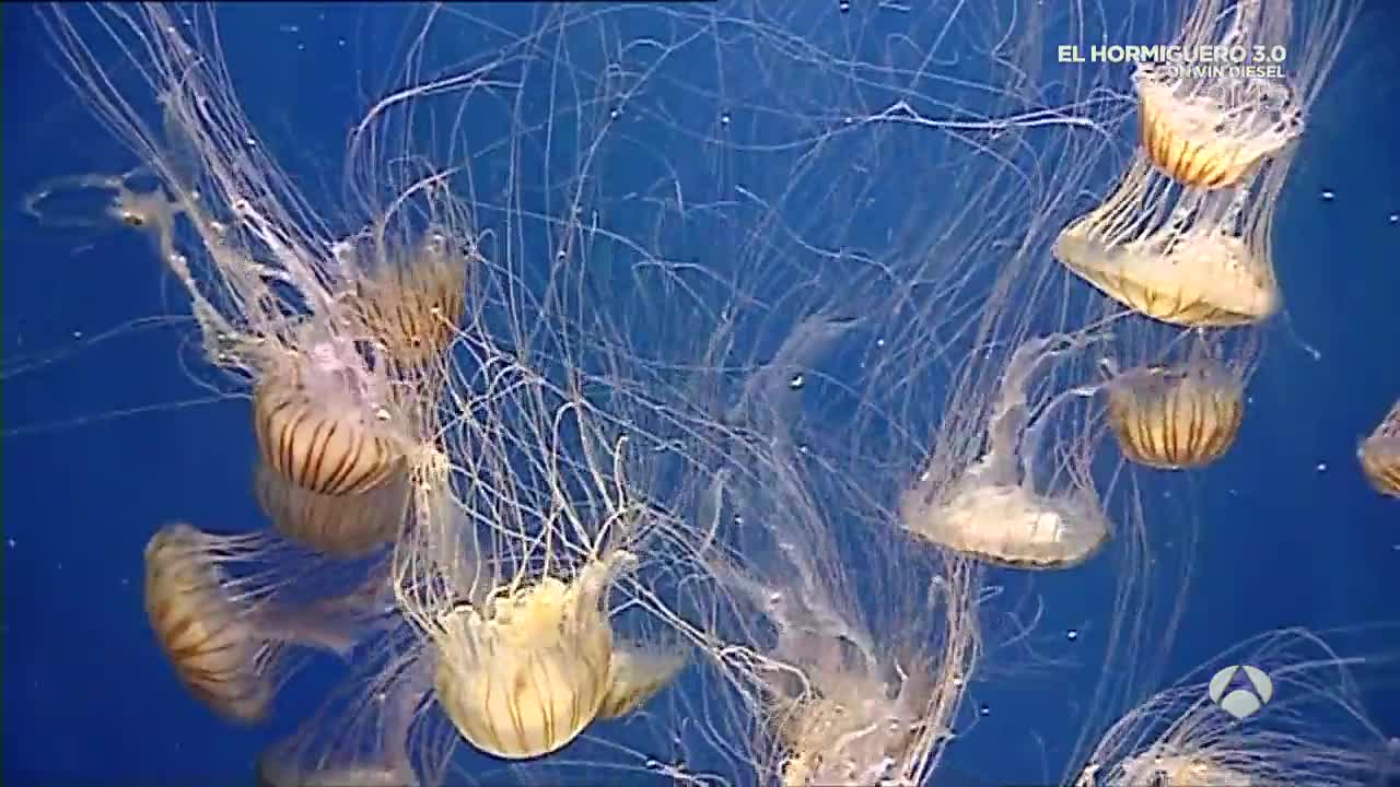 Una medusa inmortal y animales con más de 500 años Una medusa inmortal y animales con más de 500 años