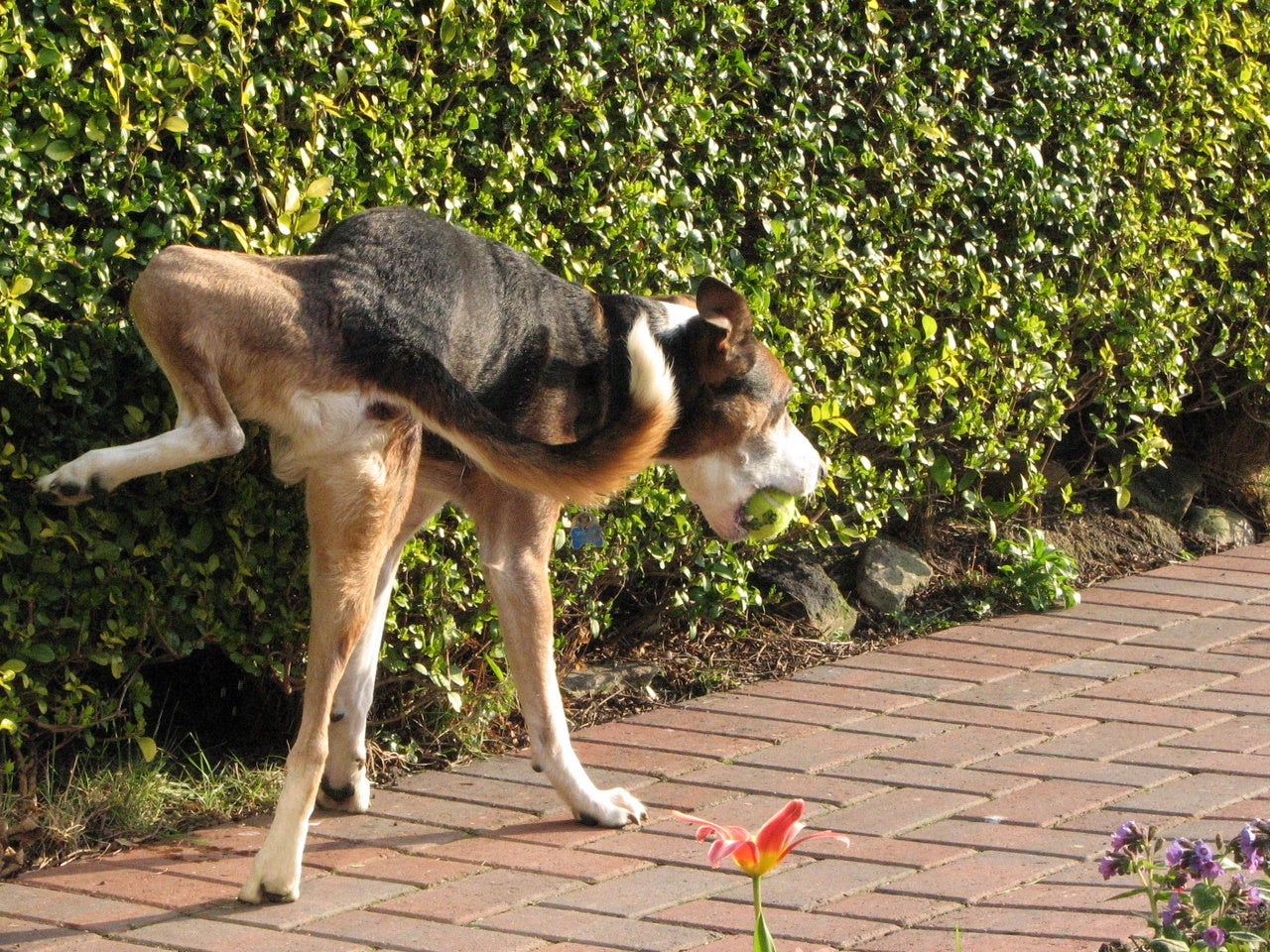 Un hombre rompe una costilla a un anciano por recriminarle que su perro orinara en la calle Un hombre rompe una costilla a un anciano por recriminarle que su perro orinara en la calle