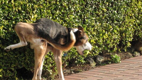 Perro orinando en la v&iacute;a p&uacute;blica