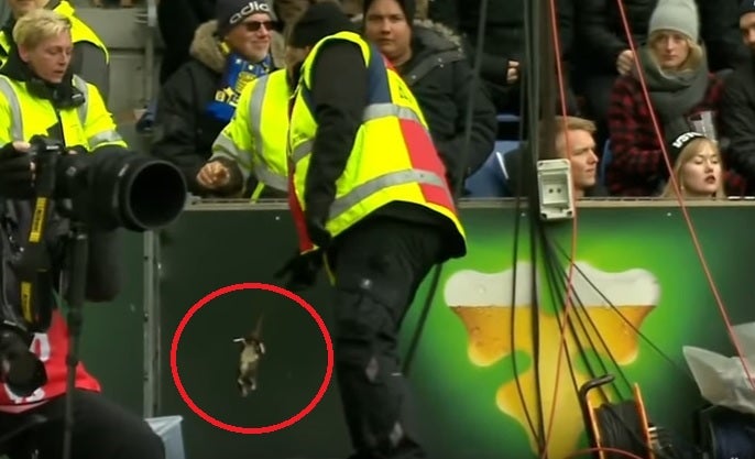 Lo nunca visto: ¡Lanzan ratas muertas al rival en un córner! Lo nunca visto: ¡Lanzan ratas muertas al rival en un córner!