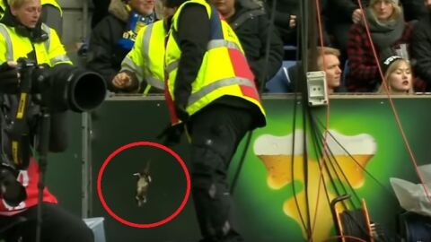 Hinchas rivales lanzan una rata muerta al c&oacute;rner