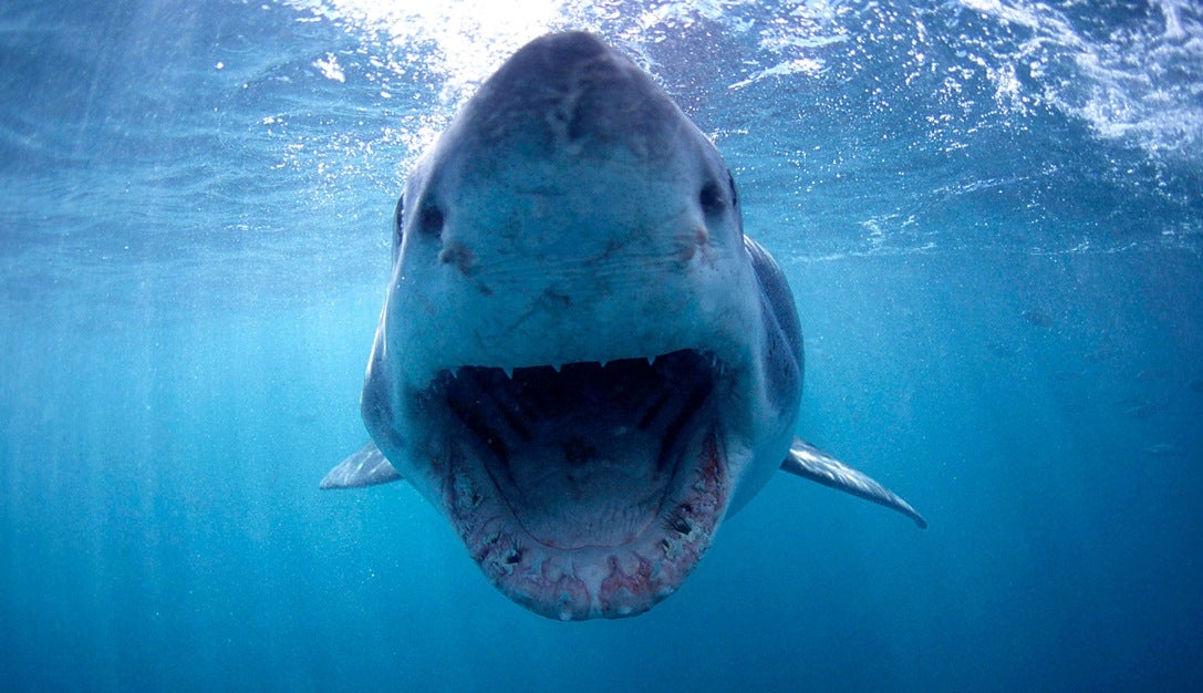 Muere una joven de 17 años tras ser atacada por un tiburón mientras hacía surf en Australia Muere una joven de 17 años tras ser atacada por un tiburón mientras hacía surf en Australia