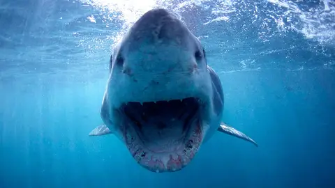 Imagen de archivo de un tiburón Imagen de archivo de un tiburón