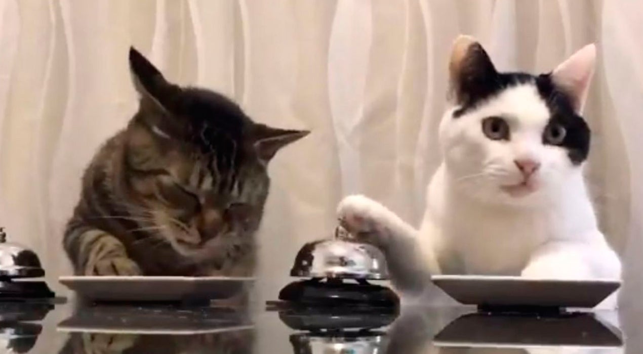 Internet: Los gatos que adiestran a los humanos para comer Internet: Los gatos que adiestran a los humanos para comer