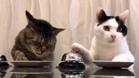 Gatos tocan la campana para comer