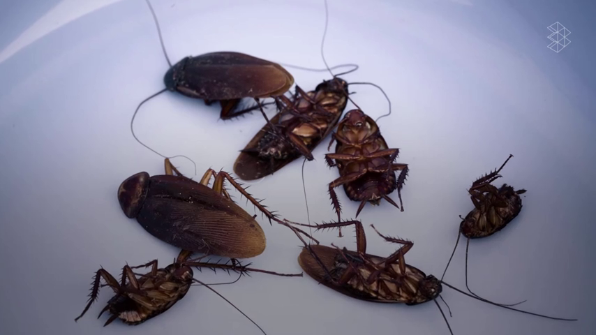 La leche de cucaracha, el nuevo superalimento que se une a la quinoa y la chía La leche de cucaracha, el nuevo superalimento que se une a la quinoa y la chía