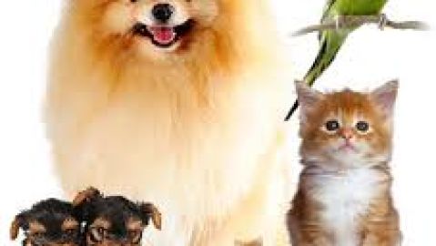 mascotas