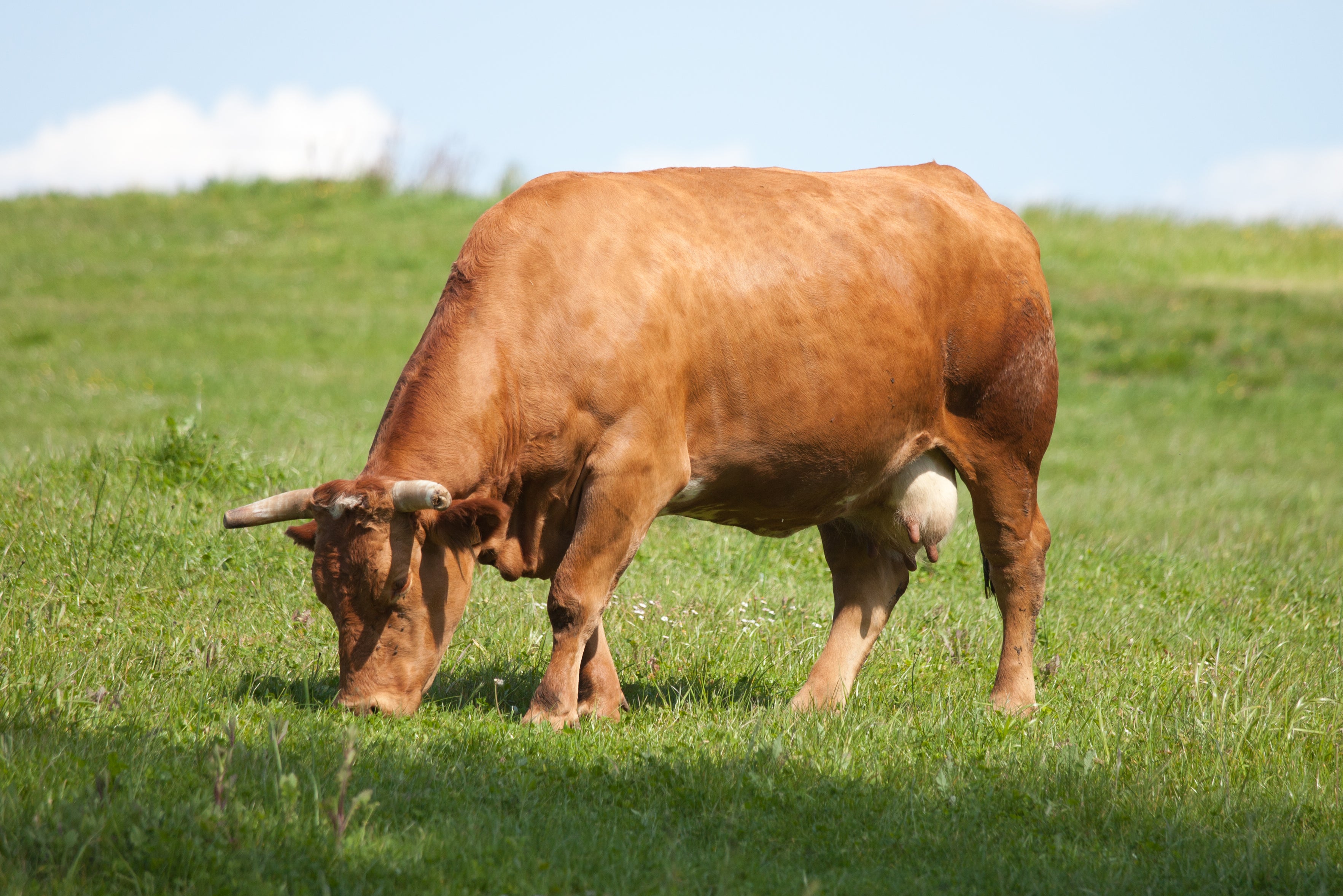 Las dos mejores carnes del mundo cara a cara Las dos mejores carnes del mundo cara a cara