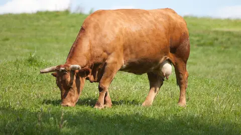 Buey Galicia Buey Galicia