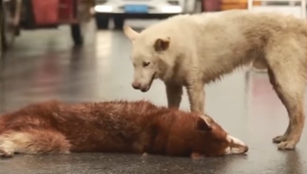El perro, conmocionado por la pérdida de su amigo