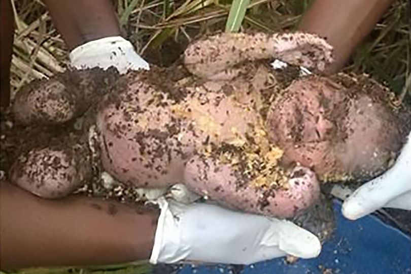 Rescatan vivo a un recién nacido tres días después de que su madre lo enterrara Rescatan vivo a un recién nacido tres días después de que su madre lo enterrara