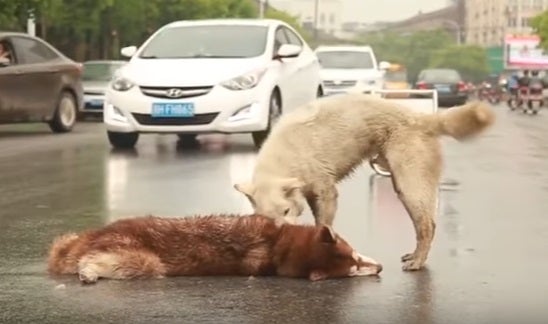 Un perro trata de despertar a otro que está tendido en la carretera tras ser atropellado Un perro trata de despertar a otro que está tendido en la carretera tras ser atropellado