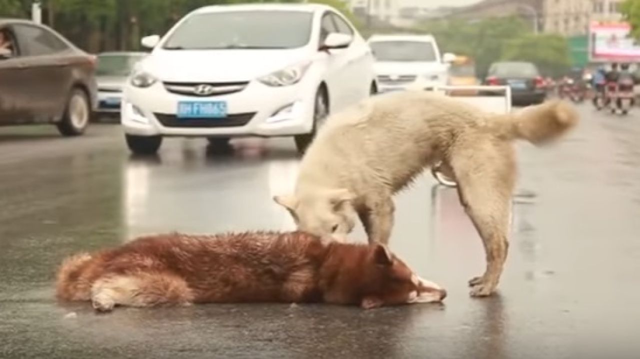 Un Perro Trata De Despertar A Otro Que Está Tendido En La Carretera Tras Ser Atropellado 