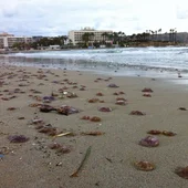Medusas en Jávea Medusas en Jávea