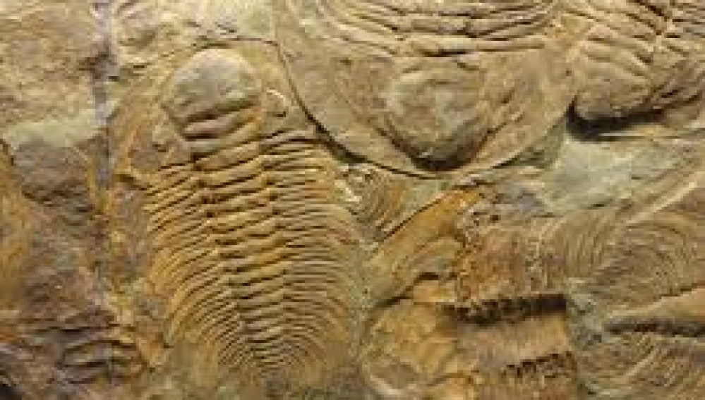 Fósil de Trilobites hallado en Marruecos