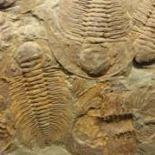 Fósil de Trilobites hallado en Marruecos