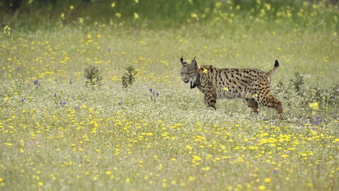 Un lince puesto en libertad en Mazarambroz, provincia de Toledo
