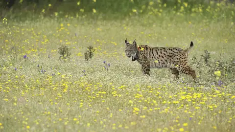 Un lince puesto en libertad en Mazarambroz, provincia de Toledo Un lince puesto en libertad en Mazarambroz, provincia de Toledo