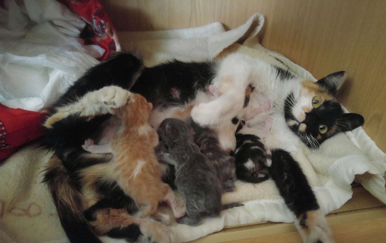 ¿Cómo es el parto de una gata? ¿Cómo es el parto de una gata?