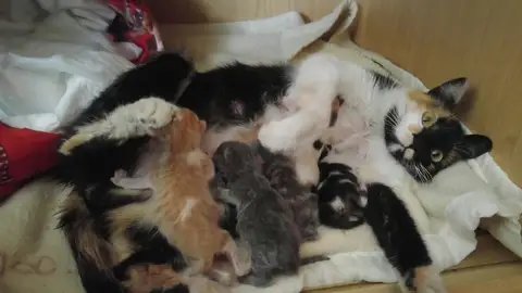 Gata dando de amamantar a sus cachorros| Archivo Gata dando de amamantar a sus cachorros| Archivo