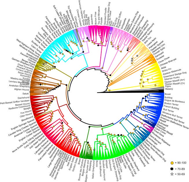 Sale el primer árbol genealógico de perros basado en el ADN Sale el primer árbol genealógico de perros basado en el ADN