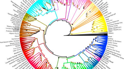 Arbol geneal&oacute;gico de los perros