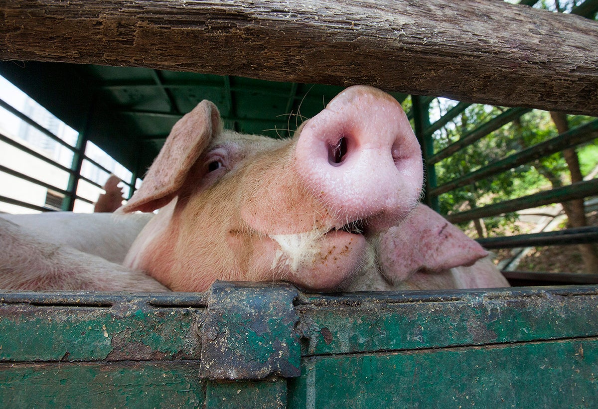 Vuelca un camión con cerdos en Forcall y mueren 6 animales Vuelca un camión con cerdos en Forcall y mueren 6 animales