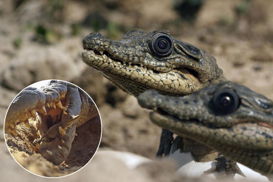 La BBC crea la primera serie grabada con animales robots La BBC crea la primera serie grabada con animales robots