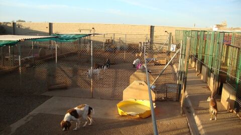 Protectora Chiripaina en Guare&ntilde;a, Badajoz