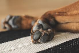 El dolor en articulaciones de los perros con Leishmania El dolor en articulaciones de los perros con Leishmania