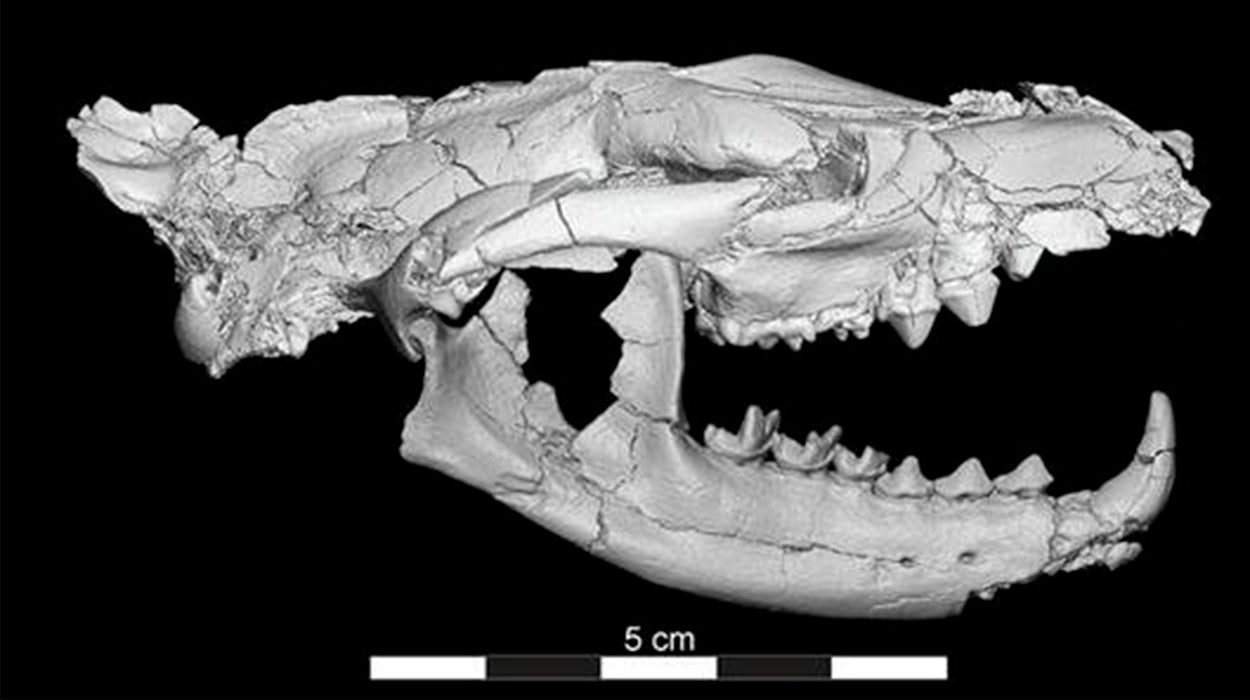 Azul y Verde: El pequeño Anubis... de hace 34 millones de años Azul y Verde: El pequeño Anubis... de hace 34 millones de años