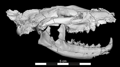 "Peque&ntilde;o anubis", el mam&iacute;fero de 34 millones de a&ntilde;os