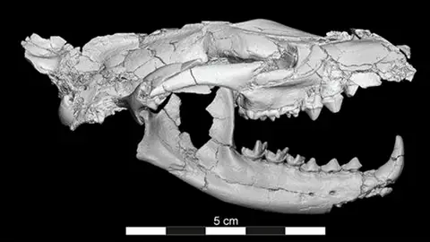 "Pequeño anubis", el mamífero de 34 millones de años "Pequeño anubis", el mamífero de 34 millones de años
