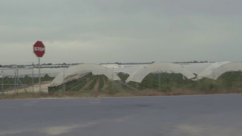 Campos de fresas en Do&ntilde;ana