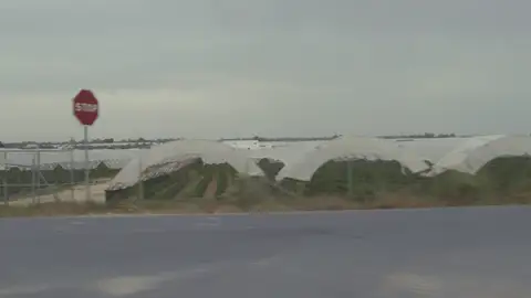 Campos de fresas en Doñana Campos de fresas en Doñana
