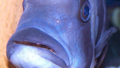 Cyphotilapia frontosa